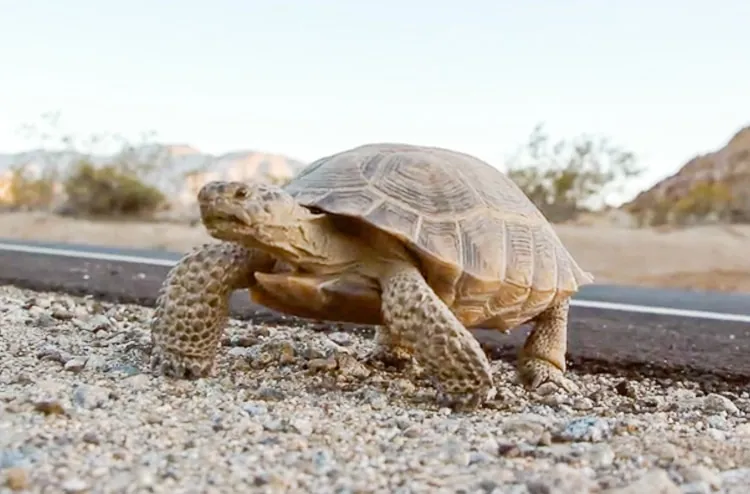 A tortoise walks across a desert road