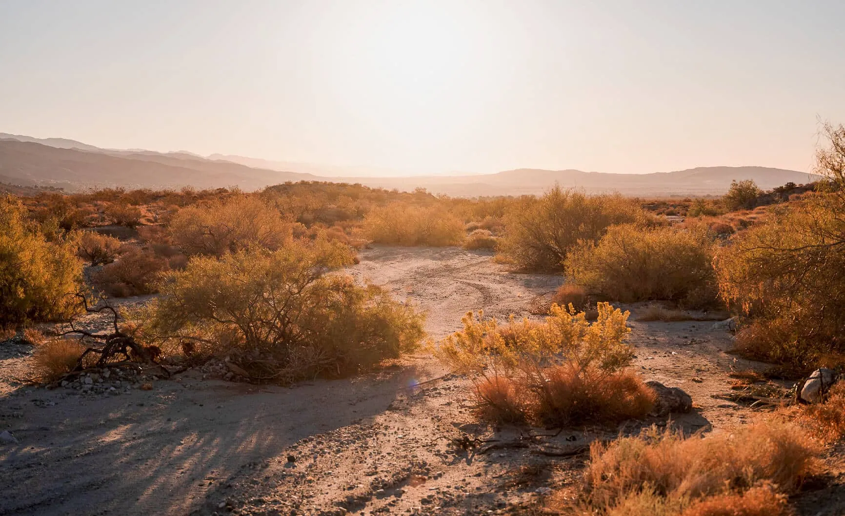 Desert X