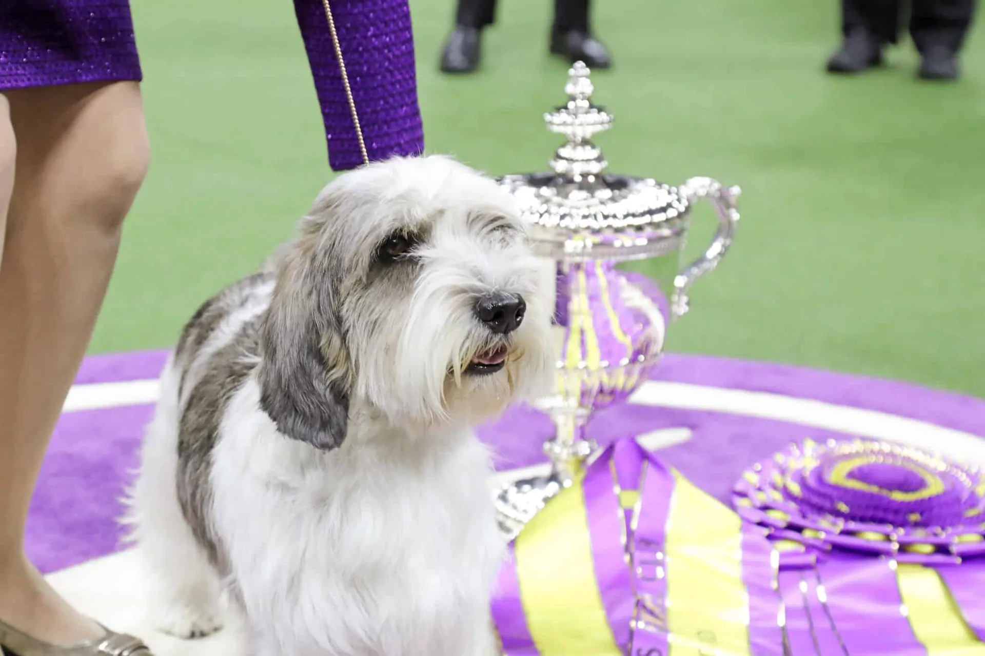 Palm Springs Pooch Buddy Holly and his handler, co-owner, Janice Hayes, celebrate his win over “Rum Dum” and 2500 other pups.
Credit: Westminster Kennel Club