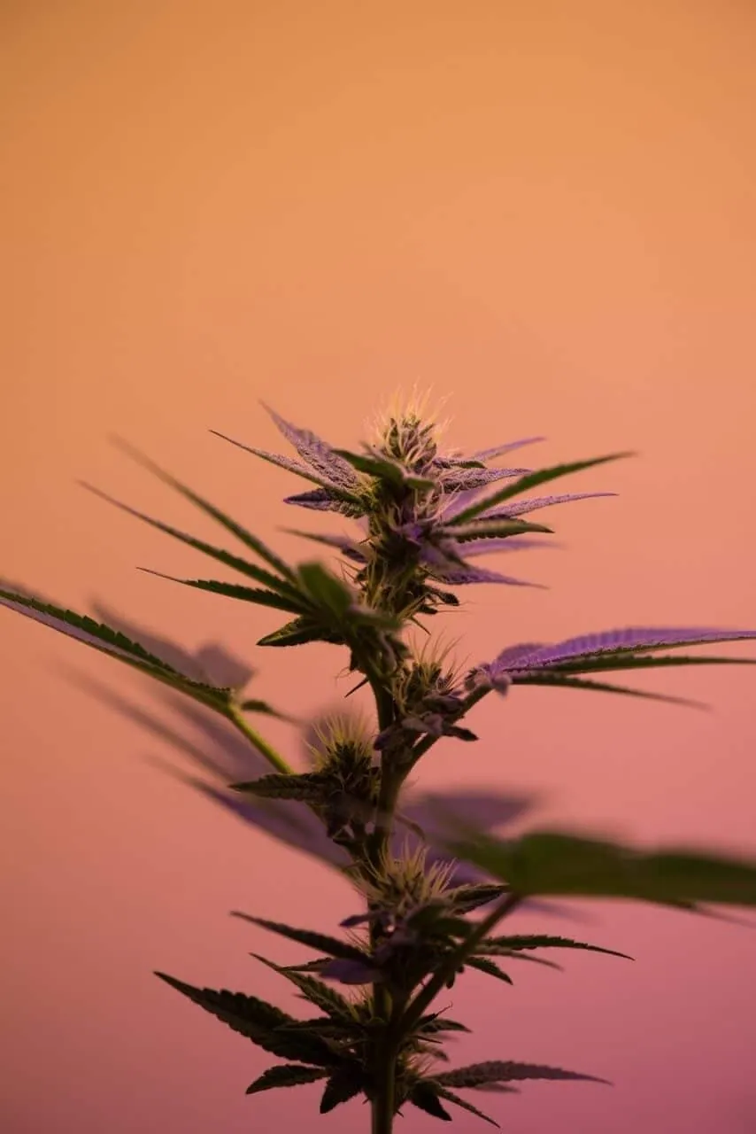 Cannabis Outlet