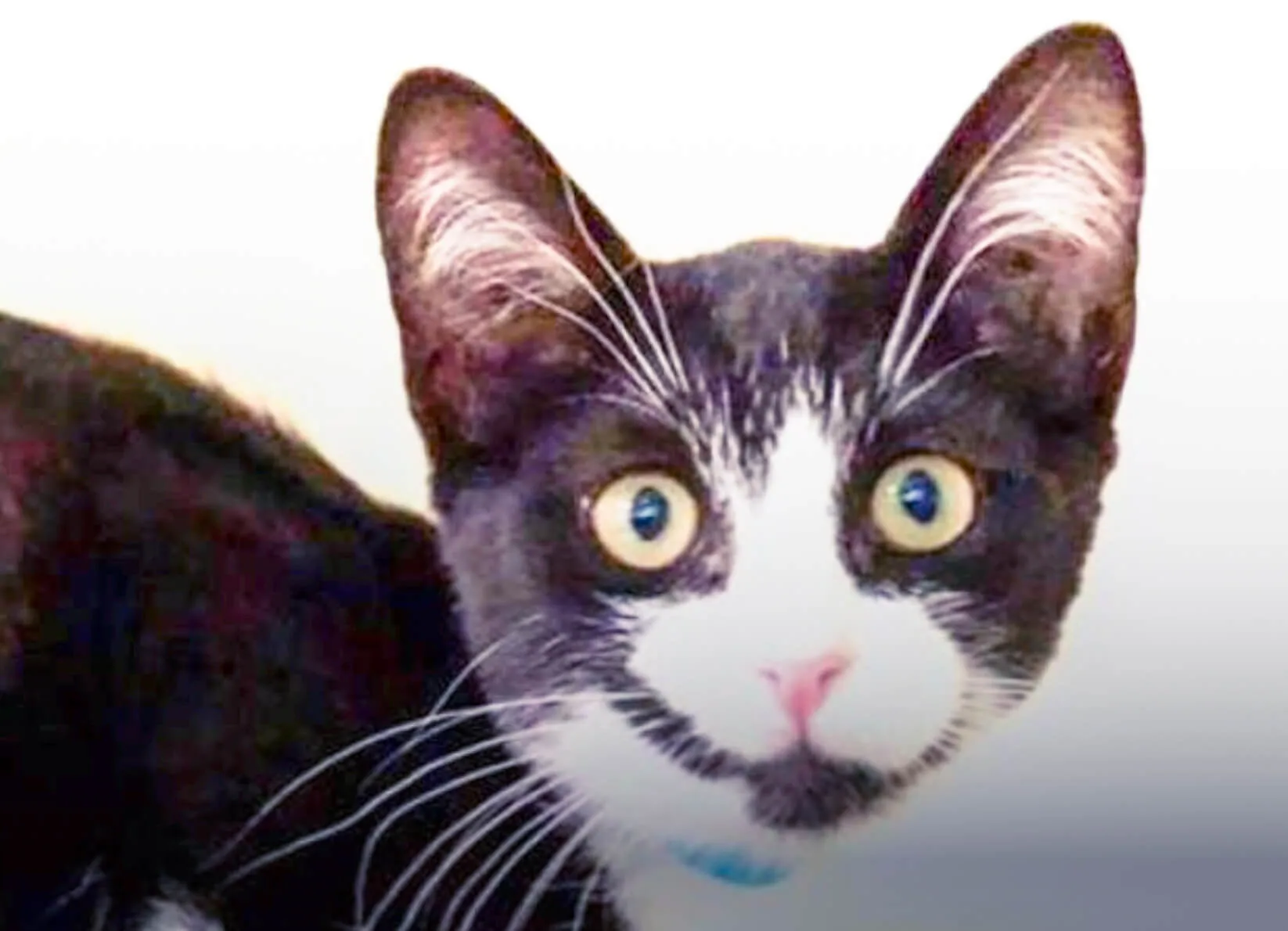 Cat Adoptions