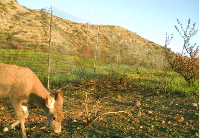The Catalina Island Conservancy put up temporary barriers to protect rare and sensitive plants sprouting after the late-2021 fire. Grazing impact was already obvious by January 2022.
Credit: CA Dept. of Fish & Wildlife