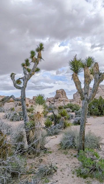 Joshua Trees