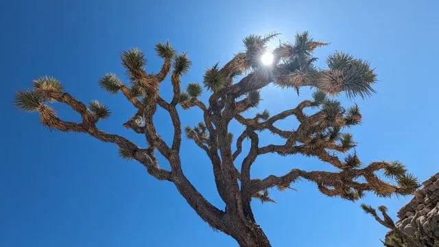 Joshua Trees