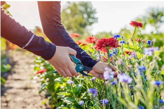 Cut Flowers
