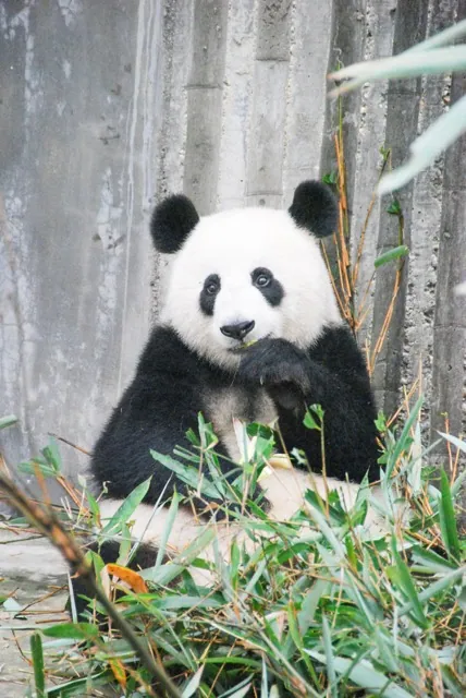Pandas