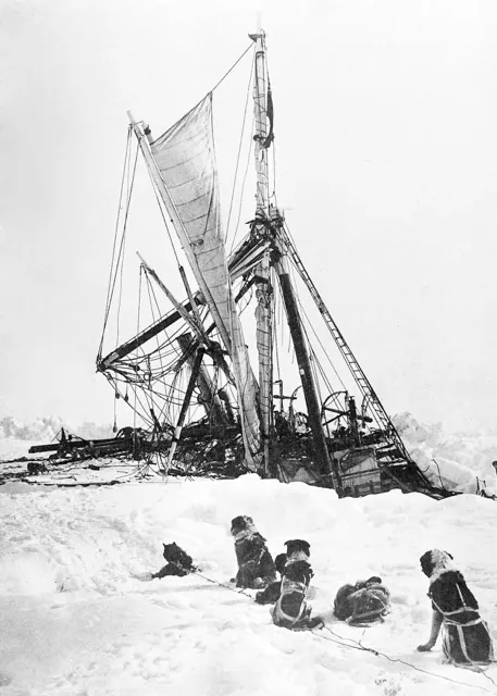 Royal Geographical Society . August 30.
Caption: Dogs near Endurance before it sinks to the bottom of the Weddell Sea.