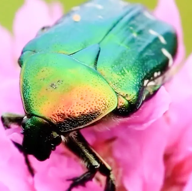 Bug Out