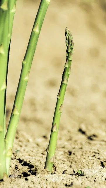 Asparagus