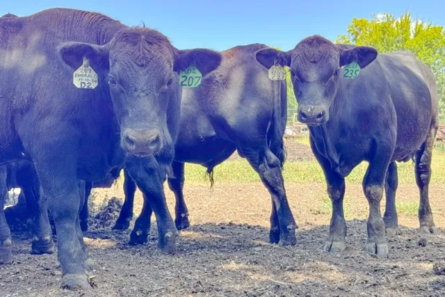 Beef Prices. Bulls eat feed from a trough.
Credit: AP Photo/Sophie Bates