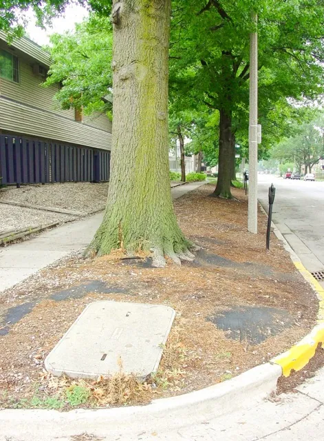 This July 10, 2008, image provided by Bugwood.org shows geotextile landscape fabric in use around a tree. Credit: Andrew Koeser/International Society of Arboriculture/Bugwood.org via AP
