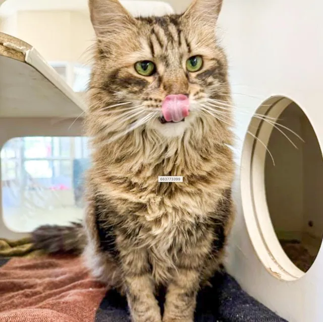 Relieving Overcrowded Animal Shelters. Titan, an 8 year old, neutered male, 15.50 lbs, brown tabby Domestic Longhair.
Credit: RCDAS