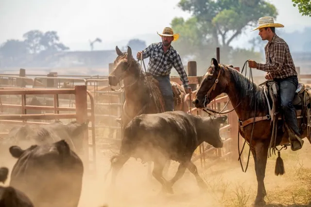 Ranchers work to evacuate cattle as the Gifford Fire burns nearby on Monday, in Los Padres National Forest, Calif.
Credit: AP Photo/Noah Berger