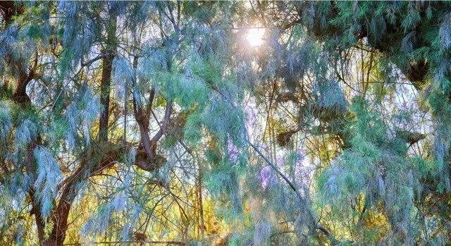 Sunnylands