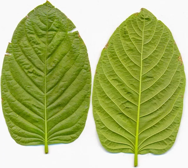 Kratom-Based Products. Manuel Jebauer via Wikipedia Commons