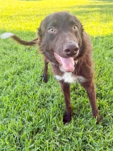 Fee Hikes. Sienna, a 7 month old, 36 lb, female shepherd mix located at the Riverside Shelter
Credit: RCDAS.org