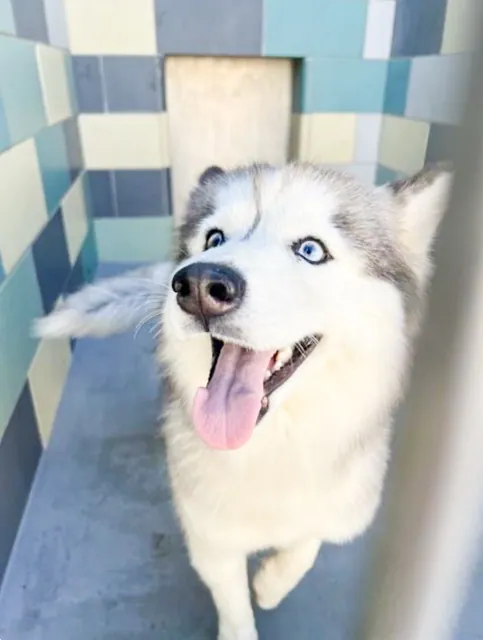 San Jacinto Animal Shelter. Tinker Bell, a 1-year-old, 26 lb., Siberian Husky at the San Jacinto Shelter
Credit: RCDAS