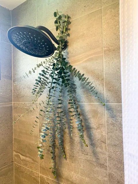 Shower Eucalyptus