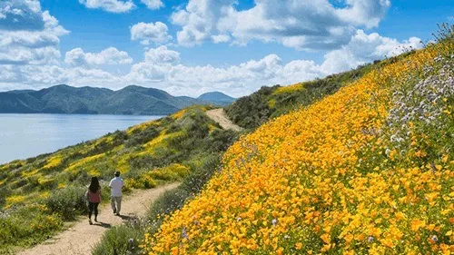 Flower Walk