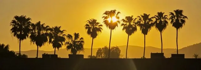 The rising sun shrouds the tallest of palms, greeting the morning above the Norco Hills.
Credit: Photo by Gary Evans