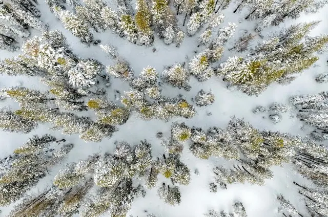 Snowpack in California. An aerial view of snow-capped trees after a winter snowstorm near Soda Springs on Feb. 20, 2026. Credit: Photo by Stephen Lam, San Francisco Chronicle via Getty Images