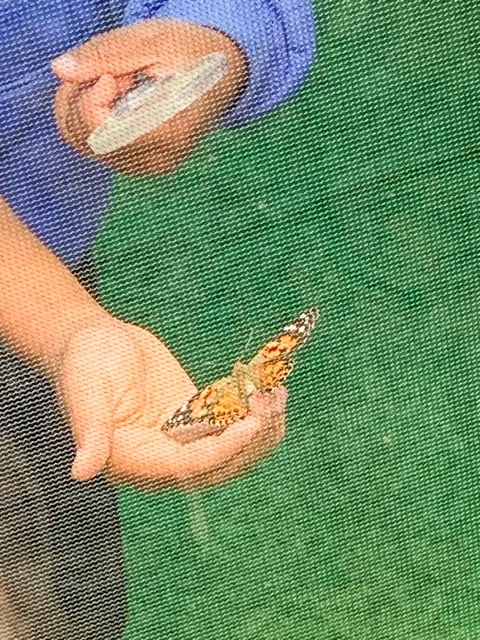 Riverside Insect Fair. Two butterfly tents held young butterflies that people could walk in and touch. The butterflies were released once the event was over at 4 p.m. Credit: Mia Rotell