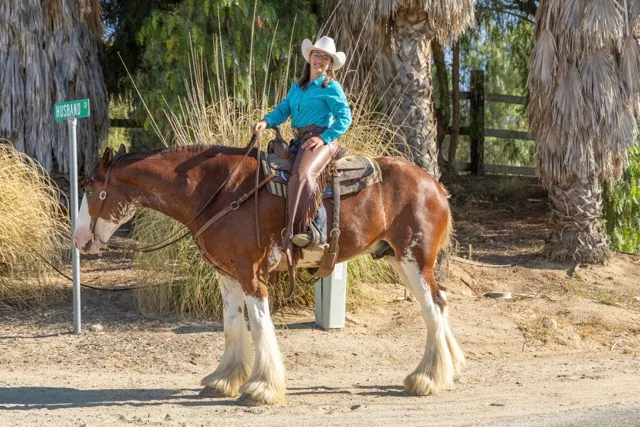 April rides Archie, a 6 year old Canadian Clydesdale, during the "Clydesdales and Coffee" event at the Temecula Carriage Company, Saturday July 18.