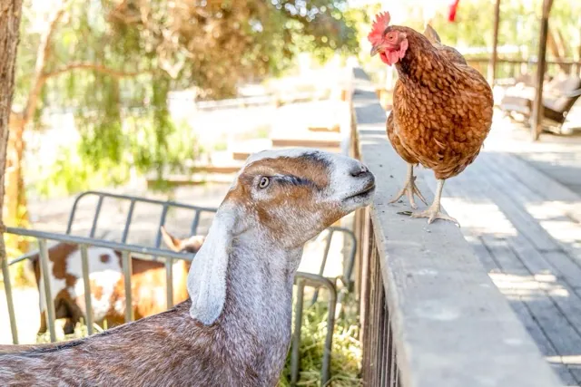 A goat and chicken discuss why humans like coffee so much during the "Clydesdales and Coffee" event at the Temecula Carriage Company, Saturday July 18.