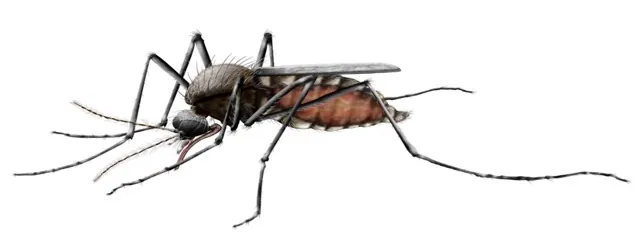 Anti-Mosquito Spraying0
